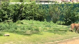 Grey crane looking for fish in tiger enclosure ends up being eaten instead