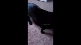 Rocky loves the dot and would have chased it all day had I let him