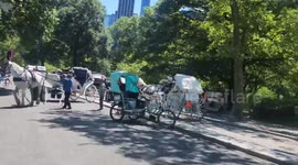 US: Horse-Drawn Carriages Collide in Central Park, Drivers Taken to Hospital