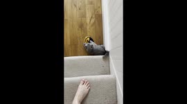 kitten stealing a sock