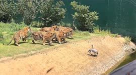 Crane mistakenly enters tiger enclosure in search of food, quickly becomes prey