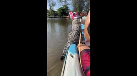 Pet cat joins owners on kayak trip along river