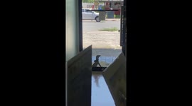 Feisty monitor lizard tries to break into clinic