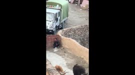 Child startles oxen at gate entrance in Tibet, China