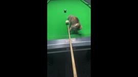 Kitten adorably assists with billiard shot in Shandong, China