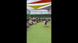 Children get excited as goats visit kindergarten in Hadjout, Algeria