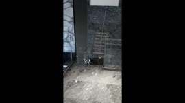Cat caught massaging dog on the stairs in Zhejiang, China