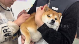 Shiba Inu cries during anti-rabies injection in Hunan, China