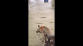 French bulldog questioned over stretched mess in Kent, Connecticut, USA