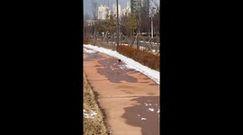 Plastic bag mistaken for hippopotamus during walk in Songdo, South Korea