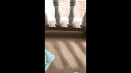 Dog pretends innocence after digging up garden in Ubon Ratchathani, Thailand