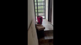 Bear spotted outside the back door in Arteaga, Coahuila, Mexico