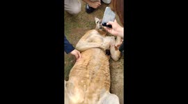 Laid-back kangaroo lounges as tourists pet him at Chinese zoo