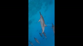 Wild Spinning Dolphins off Mauritius – A Magical Ocean Encounter. Delfines salvajes en Mauricio en el Océano Índico.