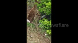 Foolish tourist attacked by protective mother deer after trying to take close-up photos of fawn