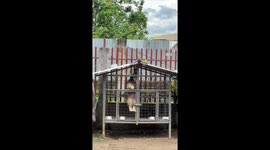 Agile pet dog escapes from his kennel