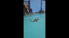 Monitor lizard sparks panic scurrying through school sports hall