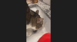 Another Kitty With a Drinking Problem