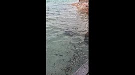 Island Dog Jumps On Stingray