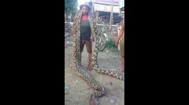 Villager carries giant python across his shoulders after it was caught among homes