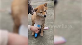 Pup in pure bliss during grooming session