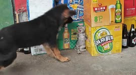 Playful kitten and puppy caught in daily quarrel at shop in Hunan, China