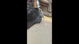 My Cat Is Broken