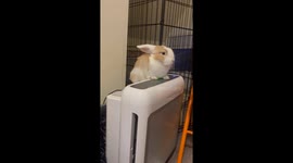 Bunny Ears Blow In Fan Breeze