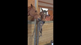 Disruption and Coach Royal Fight Over Bridle