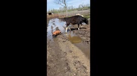 Peppa Herding Cows