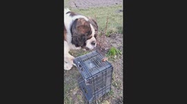 Saint Bernard Meets Hamster for the First Time