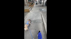 How Oliver the Dog Feels About Serve Robotics