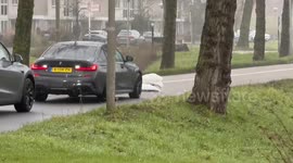 Traffic Jam Caused by Swans Mating