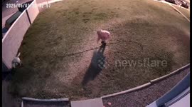 Evicted Roommate Throws Rocks at Locked Door