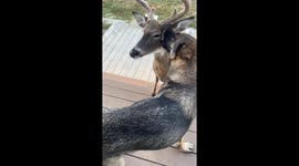 German Shepherd Grooms a Deer
