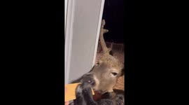 Gimmie a Treat Too!