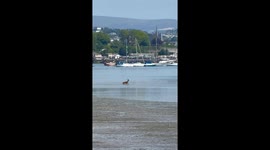 Deer Swims Across the Sea at Low Tide