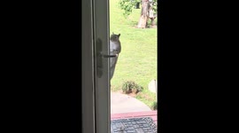 Squirrel Tries to Open Door
