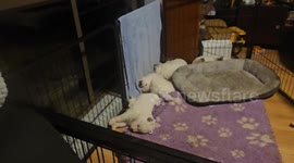 Puppy Sleeping in Weird Position