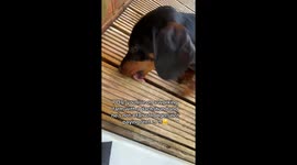 Doxie Trying to Find Rats