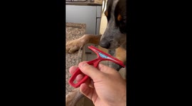 Dog Doesn't Like When the Squeegee is Used