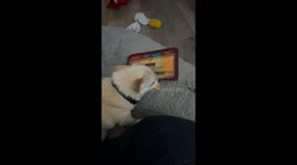 Senior Chihuahua Takes Share Of Cheese