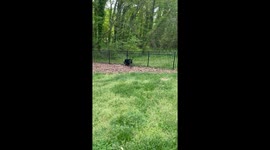 No More Sneaking Out for Pierogi