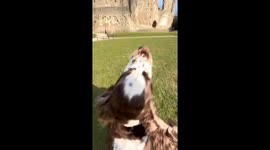 Bouncing Bonnie Dog Tours Reading Abbey Ruins