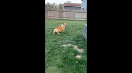 Hoop Frisbee Gets Stuck on Corgi