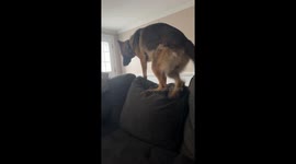 German Shepherd Rolls Down the Couch