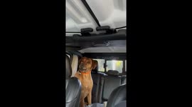 Dog Senses Danger at Trailhead