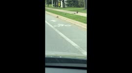 The great baby duckling jump—Will it make it?