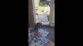 Boxer puppies let loose in the cutest play session ever