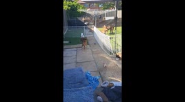 Boxer adult dogs teaching puppies how to jump , happy wagging tails